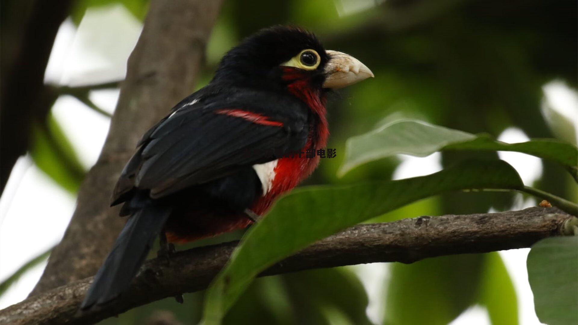 女生该看的十部电影